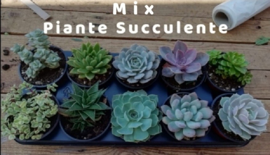 Vendita  Piante Succulente Online. 